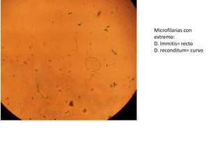 Microfilarias con
extremo:
D. Immitis= recto
D. reconditum= curvo

 
