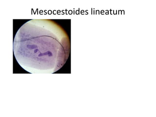 Mesocestoides lineatum

 