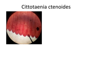 Cittotaenia ctenoides

 