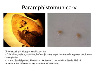 Paramphistomun cervi

Distomatosis gastrica: paramphistomiasis
H.D. bovinos, ovinos, caprinos, bufalos (rumen) especialmente de regiones tropicales y
subtropicales.
H.I. caracoles del género Phossaria. Dx. Método de dennis, método AMS III.
Tx. Resorantel, rafoxanida, oxiclozamida, niclosamida.

 