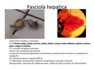 Fasciola hepatica

Distomatosis hepática = fasciolasis.
H.D. Parasita ovejas, cabras, bovinos, cerdos, liebres, conejo, castor, elefantes, equinos, caninos,
gatos, canguro y hombre.
H.I. caracoles del género Lymnaea
Ovinos mas suceptibles que bovinos.
La aparición de fasciola depende de unos factores: prescencia del molusco H.I. temperatura y
topografía
Dx: método de dennis, método AMS III.
Tx. Albendazol, oxiclosamida, nitroxinil, triclabendazol, closantel, clorsulón.
Mulosquicidas: soluciones de sulfato de cobre, sulfato de cobre en polvo, N-tritiomorfolina.

 