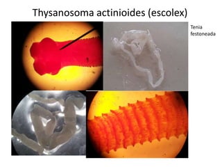 Thysanosoma actinioides (escolex)
Tenia
festoneada

 