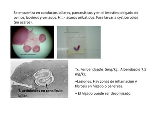 Se encuentra en conductos biliares, pancreáticos y en el intestino delgado de
ovinos, bovinos y venados. H.I.= acaros oribatidos. Fase larvaria cysticercoide
(en acaros).

Tx: Fenbendazole 5mg/kg . Albendazole 7.5
mg/kg.
•Lesiones: Hay zonas de inflamación y
fibrosis en hígado o páncreas.
T. actinioides en canalículo
biliar.

• El hígado puede ser decomisado.

 