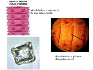 Glandulas interproglotideas a
lo largo del proglotido.

Glandulas interproglotideas
(Moniezia expansa).

 