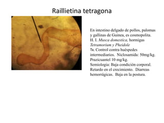 Raillietina tetragona
En intestino delgado de pollos, palomas
y gallinas de Guinea, es cosmopolita.
H. I. Musca domestica, hormigas
Tetramorium y Pheidole
Tx. Control contra huéspedes
intermediarios. Niclosamida: 50mg/kg.
Prazicuantel 10 mg/kg.
Semiologia: Baja condición corporal.
Retardo en el crecimiento. Diarreas
hemorrágicas. Baja en la postura.

 