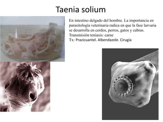 Taenia solium
En intestino delgado del hombre. La importancia en
parasitología veterinaria radica en que la fase larvaria
se desarrolla en cerdos, perros, gatos y cabras.
Transmisión teniasis: carne
Tx: Prazicuantel. Albendazole. Cirugía

 