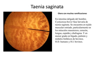 Taenia saginata
Útero con muchas ramificaciones

En intestino delgado del hombre.
Cysticercus bovis=fase larvaria de
taenia saginata. Se encuentra en tejido
muscular estriado, particularmente en
los músculos masetereos, corazón,
lengua, espalda y diafragma. Y en
menor grado en hígado, pulmón y
nódulos linfáticos de bovinos.
H.D. humano y H.I. bovinos.

 