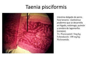 Taenia pisciformis
Intestino delgado de perro.
Fase larvaria : Cysticercus
pisiformis que se desarrolla
en hígado, estómago, pulmón
y cerebro de lagomorfos
(conejos).
Tx. Prazicuantel: 5mg/kg.
Febendazole: 100 mg/kg.
Niclosamida.

 