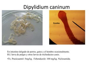 Dipylidium caninum
Escolex

En intestino delgado de perros, gatos y el hombre ocasionalmente.
H.I. larva de pulgas y otras larvas de trichodectes canis.
•Tx. Prazicuantel: 5mg/kg. Febendazole: 100 mg/kg. Niclosamida.

 