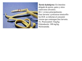 Taenia hydatigena: En intestino
delgado de perros, gatos y otros
carnívoros silvestres.
H.I.= ovinos principalmente.
Fase larvaria: cysticercus tenuicollis
los H.D. se infectan al consumir
viceras que contengan fase larvaria.
Tx. Prazicuantel: 5mg/kg.
Febendazole: 100 mg/kg.
Niclosamida.

 
