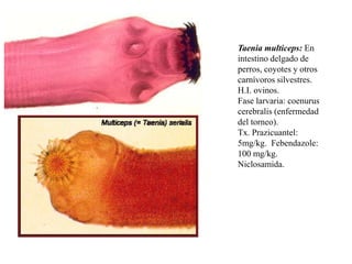 Taenia multiceps: En
intestino delgado de
perros, coyotes y otros
carnívoros silvestres.
H.I. ovinos.
Fase larvaria: coenurus
cerebralis (enfermedad
del torneo).
Tx. Prazicuantel:
5mg/kg. Febendazole:
100 mg/kg.
Niclosamida.

 