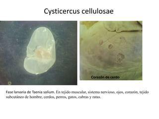 Cysticercus cellulosae

Corazón de cerdo

Fase larvaria de Taenia solium. En tejido muscular, sistema nervioso, ojos, corazón, tejido
subcutáneo de hombre, cerdos, perros, gatos, cabras y ratas.

 