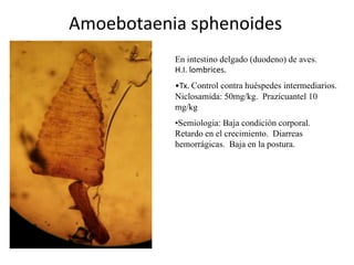 Amoebotaenia sphenoides
En intestino delgado (duodeno) de aves.
H.I. lombrices.
•Tx. Control contra huéspedes intermediarios.
Niclosamida: 50mg/kg. Prazicuantel 10
mg/kg
•Semiologia: Baja condición corporal.
Retardo en el crecimiento. Diarreas
hemorrágicas. Baja en la postura.

 