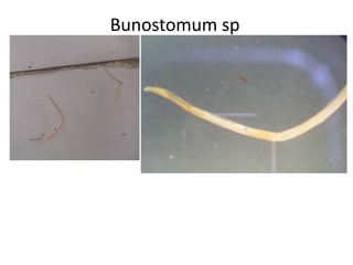 Bunostomum sp

 