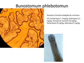Bunostomum phlebotomun
Parasitan el Intestino delgado de rumiantes
•Tx: Fenbendazol 7. 5mg/kg, Oxfendazol 2.5
mg/kg, Tartrado de morantel 10 mg/kg,
Parbendazol 20 mg/kg, Albendazol 5 mg/kg

 