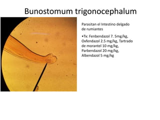 Bunostomum trigonocephalum
Parasitan el Intestino delgado
de rumiantes
•Tx: Fenbendazol 7. 5mg/kg,
Oxfendazol 2.5 mg/kg, Tartrado
de morantel 10 mg/kg,
Parbendazol 20 mg/kg,
Albendazol 5 mg/kg

 