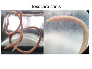 Toxocara canis

 