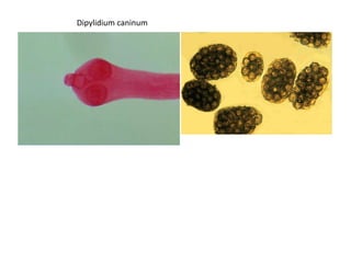 Dipylidium caninum

 