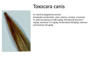 Toxocara canis
En intestino delgado de caninos
Huéspedes accidentales: ratas, ratones, conejos, y humano
Tx. Sales de piperacina 200 mg/kg, Pamoato de pirantel 5
mg/kg, Levamisol 7.5 mg/kg, Fenbendazol 50mg/kg, Lactonas
macrocíclicas 50 ug/kg

 