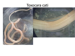 Toxocara cati

 