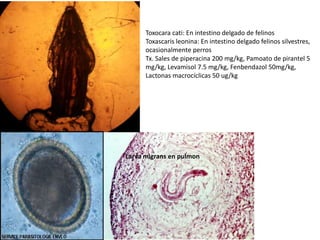 Toxocara cati: En intestino delgado de felinos
Toxascaris leonina: En intestino delgado felinos silvestres,
ocasionalmente perros
Tx. Sales de piperacina 200 mg/kg, Pamoato de pirantel 5
mg/kg, Levamisol 7.5 mg/kg, Fenbendazol 50mg/kg,
Lactonas macrocíclicas 50 ug/kg

Larva migrans en pulmon

 