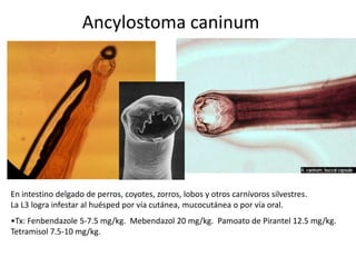 Ancylostoma caninum

En intestino delgado de perros, coyotes, zorros, lobos y otros carnívoros silvestres.
La L3 logra infestar al huésped por vía cutánea, mucocutánea o por vía oral.
•Tx: Fenbendazole 5-7.5 mg/kg. Mebendazol 20 mg/kg. Pamoato de Pirantel 12.5 mg/kg.
Tetramisol 7.5-10 mg/kg.

 
