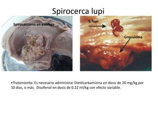 Spirocerca lupi
Spirocercoma en esófago

S. lupi

Granuloma

•Tratamiento: Es necesario administrar Dietilcarbamizina en dosis de 20 mg/kg por
10 días, o más. Disofenol en dosis de 0.22 ml/kg con efecto variable.

 