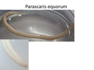 Parascaris equorum

 