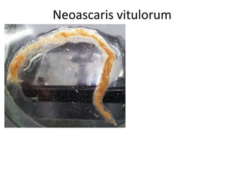 Neoascaris vitulorum

 