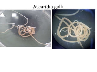 Ascaridia galli

 