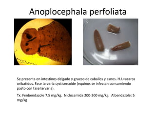 Anoplocephala perfoliata

Se presenta en intestinos delgado y grueso de caballos y asnos. H.I.=acaros
oribatidos. Fase larvaria cysticercoide (equinos se infectan consumiendo
pasto con fase larvaria).
Tx: Fenbendazole 7.5 mg/kg. Niclosamida 200-300 mg/kg. Albendazole: 5
mg/kg

 