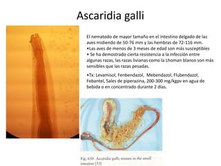 Ascaridia galli
El nematodo de mayor tamaño en el intestino delgado de las
aves midiendo de 50-76 mm y las hembras de 72-116 mm.
•Las aves de menos de 3 meses de edad son más susceptibles
• Se ha demostrado cierta resistencia a la infección entre
algunas razas, las razas livianas como la Lhoman blanco son más
sensibles que las razas pesadas.
•Tx: Levamisol, Fenbendazol, Mebendazol, Flubendazol,
Febantel, Sales de piperazina, 200-300 mg/kgpv en agua de
bebida o en concentrado durante 2 días.

 