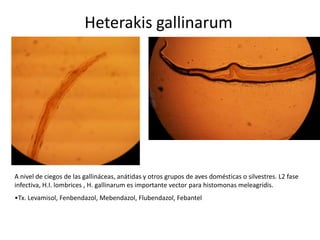Heterakis gallinarum

A nivel de ciegos de las gallináceas, anátidas y otros grupos de aves domésticas o silvestres. L2 fase
infectiva, H.I. lombrices , H. gallinarum es importante vector para histomonas meleagridis.

•Tx. Levamisol, Fenbendazol, Mebendazol, Flubendazol, Febantel

 