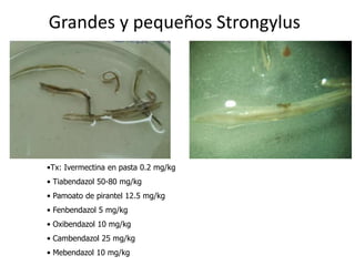 Grandes y pequeños Strongylus

•Tx: Ivermectina en pasta 0.2 mg/kg
• Tiabendazol 50-80 mg/kg
• Pamoato de pirantel 12.5 mg/kg
• Fenbendazol 5 mg/kg

• Oxibendazol 10 mg/kg
• Cambendazol 25 mg/kg
• Mebendazol 10 mg/kg

 