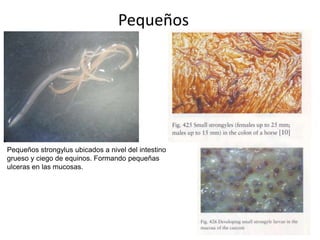 Pequeños

Pequeños strongylus ubicados a nivel del intestino
grueso y ciego de equinos. Formando pequeñas
ulceras en las mucosas.

 
