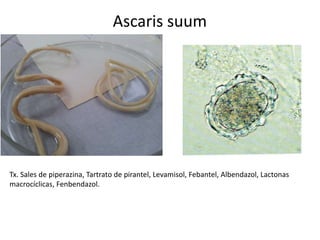 Ascaris suum

Tx. Sales de piperazina, Tartrato de pirantel, Levamisol, Febantel, Albendazol, Lactonas
macrocíclicas, Fenbendazol.

 