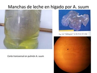 Manchas de leche en higado por A. suum

Corte transversal en pulmón A. suum

 