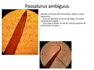 Passalurus ambiguus
Ubicado a nivel de colon de conejos, liebres y otros
lagomorfos.
Cola con apendice en forma de latigo, ala caudal
sostenida por papilas.
Cola larga y afilada, a nivel de cuticula presenta 40
estriaciones circulares.

 