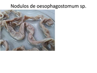 Nodulos de oesophagostomum sp.

 