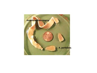 Anoplocephala magna

A. perfoliata.

 