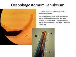 Oesophagostomum venulosum
En colon de bovinos, ovinos, caprinos y
rumiantes silvestres.

•Tx:Tiabendazol 100mg/kg PO, Levamisol 8
mg/kg PO, Cambendazol 20-40 mg/kg PO,
Oxfendazol 4-5 mg/kg PO, Fenbendazol 7.5
mg/kg PO, Albendazol 10 mg/kg PO, Febantel
7.5 mg/kg

 