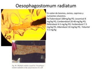 Oesophagostomum radiatum
En colon de bovinos, ovinos, caprinos y
rumiantes silvestres.
Tx:Tiabendazol 100mg/kg PO, Levamisol 8
mg/kg PO, Cambendazol 20-40 mg/kg PO,
Oxfendazol 4-5 mg/kg PO, Fenbendazol 7.5
mg/kg PO, Albendazol 10 mg/kg PO, Febantel
7.5 mg/kg

 