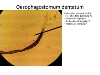 Oesophagostomum dentatum
En intestino grueso de cerdos.
•Tx: Tiabendazol 100mg/kg PO
• Levamisol 8 mg/kg PO
• Fenbendazol 7.5 mg/kg PO
• Albendazol 10 mg/kg P

 