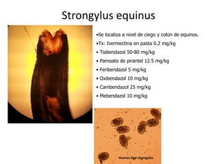 Strongylus equinus
•Se localiza a nivel de ciego y colon de equinos.
•Tx: Ivermectina en pasta 0.2 mg/kg
• Tiabendazol 50-80 mg/kg
• Pamoato de pirantel 12.5 mg/kg
• Fenbendazol 5 mg/kg
• Oxibendazol 10 mg/kg
• Cambendazol 25 mg/kg
• Mebendazol 10 mg/kg

Huevos tipo strongylus

 