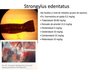 Strongylus edentatus
•Se localiza a nivel de intestino grueso de equinos.
•Tx: Ivermectina en pasta 0.2 mg/kg
• Tiabendazol 50-80 mg/kg
• Pamoato de pirantel 12.5 mg/kg
• Fenbendazol 5 mg/kg
• Oxibendazol 10 mg/kg
• Cambendazol 25 mg/kg

• Mebendazol 10 mg/kg

 