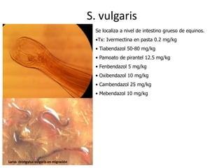 S. vulgaris
Se localiza a nivel de intestino grueso de equinos.
•Tx: Ivermectina en pasta 0.2 mg/kg
• Tiabendazol 50-80 mg/kg

• Pamoato de pirantel 12.5 mg/kg
• Fenbendazol 5 mg/kg
• Oxibendazol 10 mg/kg
• Cambendazol 25 mg/kg
• Mebendazol 10 mg/kg

Larva strongylus vulgaris en migración

 