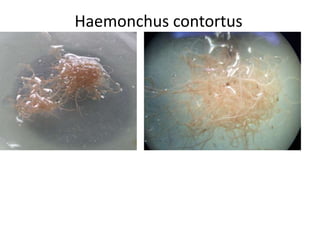 Haemonchus contortus

 