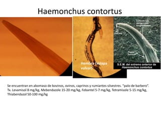 Haemonchus contortus

Hembra (solapa
vulvar)

Se encuentran en abomaso de bovinos, ovinos, caprinos y rumiantes silvestres. “palo de barbero”.
Tx. Levamisol 8 mg/kg, Mebendazole 15-20 mg/kg, Febantel 5-7 mg/kg, Tetramisole 5-15 mg/kg,
Thiabendazol 50-100 mg/kg

 