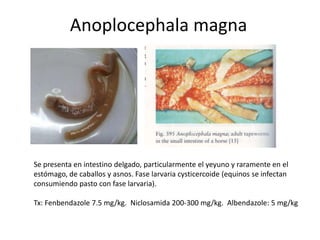 Anoplocephala magna

Se presenta en intestino delgado, particularmente el yeyuno y raramente en el
estómago, de caballos y asnos. Fase larvaria cysticercoide (equinos se infectan
consumiendo pasto con fase larvaria).
Tx: Fenbendazole 7.5 mg/kg. Niclosamida 200-300 mg/kg. Albendazole: 5 mg/kg

 