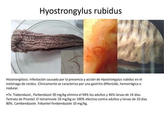 Hyostrongylus rubidus

Hiostrongilosis: Infestación causada por la presencia y acción de Hyostrongylus rubidus en el
estómago de cerdos. Clínicamente se caracteriza por una gastritis difteroide, hemorrágica o
nodular.
•Tx: Tiabendazol , Parbendazol 30 mg/kg elimina el 94% los adultos y 46% larvas de 14 días.
Tartrato de Pirantel. El tetramisole 10 mg/kg es 100% efectivo contra adultos y larvas de 10 días
80%. Cambendazole. Febantel Fenbendazole 10 mg/kg.

 